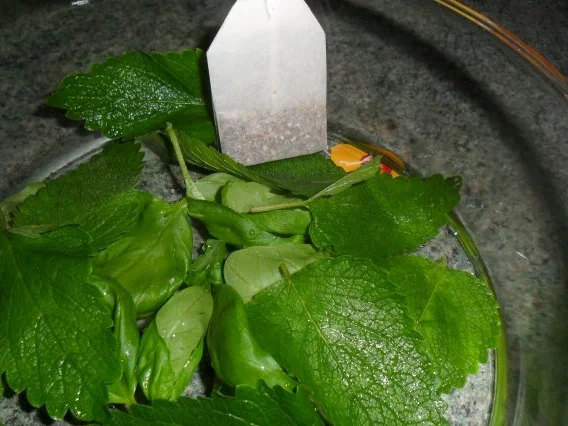 Rezept: mein pfingstwässerchen Bild Nr. 4 mein pfingstwässerchen - Rezept - Bild Nr. 4