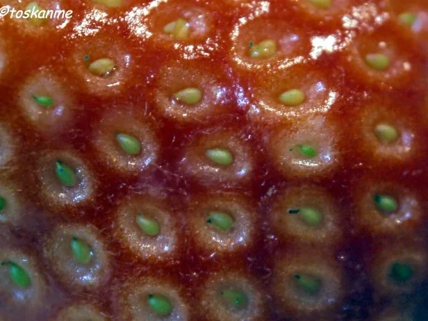 Erdbeeren und marokkanische Minze - Rezept - Bild Nr. 2