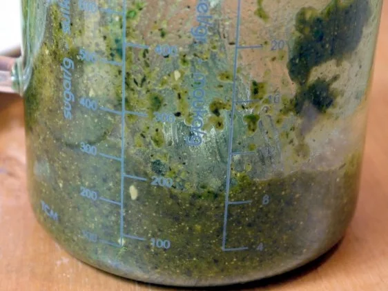 Kürbiskern-Pesto - Rezept - Bild Nr. 7