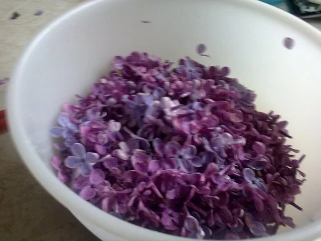 Fliedergelee - Rezept - Bild Nr. 3