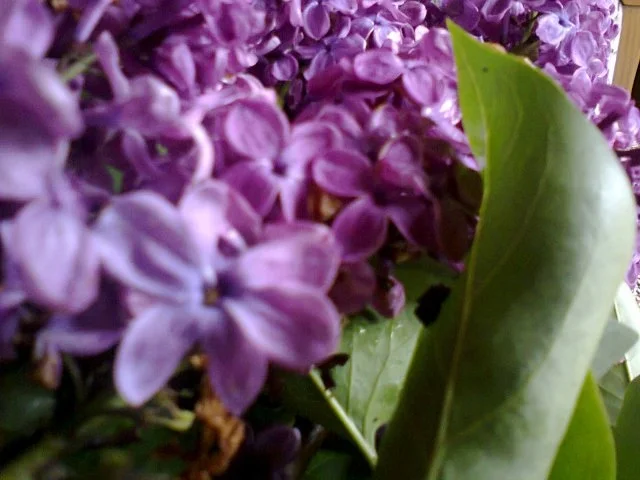 Fliedergelee - Rezept