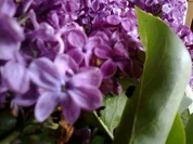 Fliedergelee - Rezept