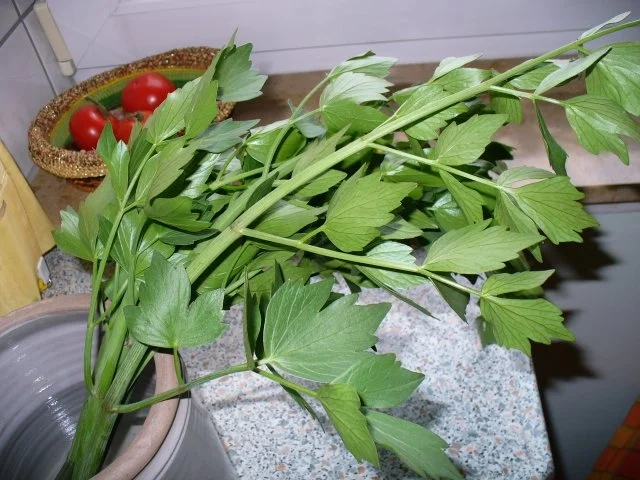 Rezept: Grüne Erbseneintopf (einfach) Bild Nr. 5 Grüne Erbseneintopf (einfach) - Rezept - Bild Nr. 5