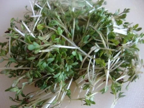 Zucchinicreme Süppchen mit "Kresse & Sonnenblumenkernen Topping" und Cräcker - Rezept - Bild Nr. 10