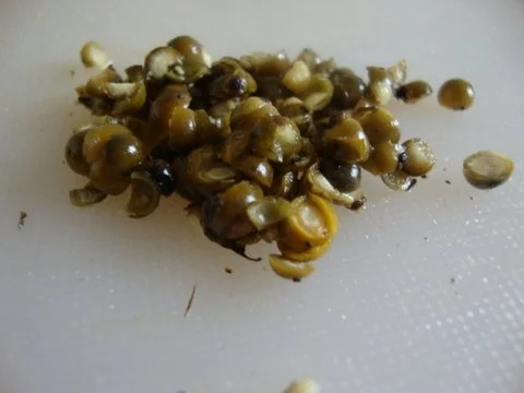 Zucchinicreme Süppchen mit "Kresse & Sonnenblumenkernen Topping" und Cräcker - Rezept - Bild Nr. 8