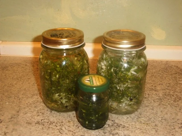 Bärlauchblütenessig -und öl ,Bärlauchpaste - Rezept