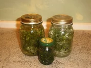 Bärlauchblütenessig -und öl ,Bärlauchpaste - Rezept