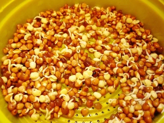 Wie man frische Sprossen gewinnt - Rezept - Bild Nr. 3