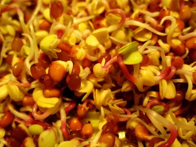 Wie man frische Sprossen gewinnt - Rezept - Bild Nr. 5