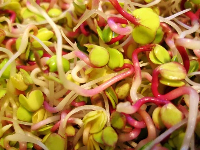 Wie man frische Sprossen gewinnt - Rezept - Bild Nr. 7