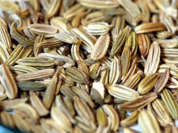 Rotbarsch mit Limette, Ingwer, Fenchel - dazu Tagliatelle mit pfeffriger Spargelsauce - Rezept - Bild Nr. 5