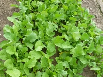 R+R Beilagen-Salat - Rezept - Bild Nr. 3