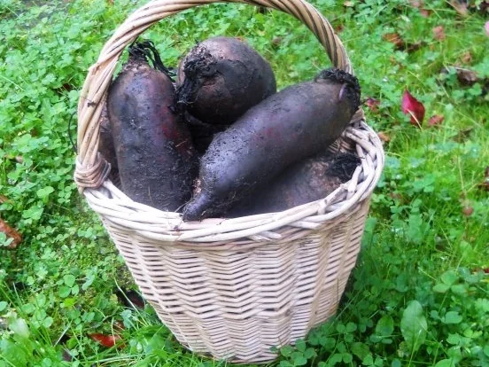 "Oma - Friede`s" - Ostpreußisches "Beete - Bartsch"  (Rzpt. um 1890) - Rezept - Bild Nr. 2