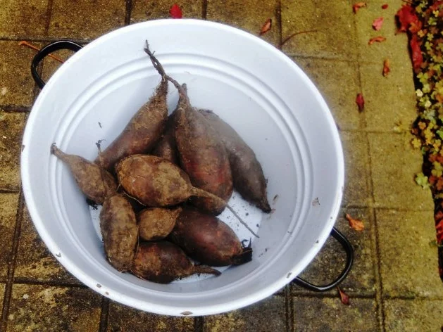 "Oma - Friede`s" - Ostpreußisches "Beete - Bartsch"  (Rzpt. um 1890) - Rezept - Bild Nr. 3