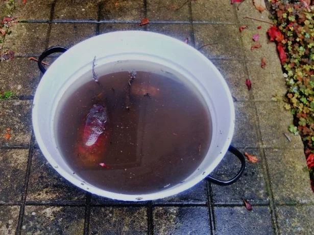 "Oma - Friede`s" - Ostpreußisches "Beete - Bartsch"  (Rzpt. um 1890) - Rezept - Bild Nr. 4