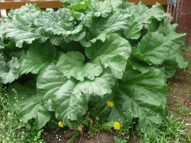 Rhabarber - Aprikosen - Orangen - Mix - Rezept