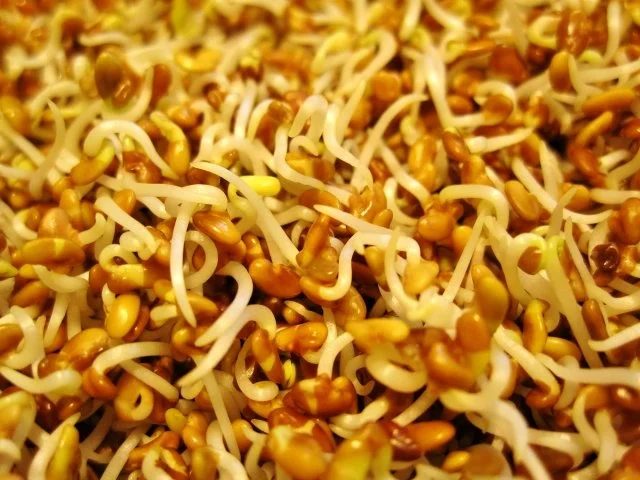 Nudeln - heute mit Sprossen ... - Rezept - Bild Nr. 3