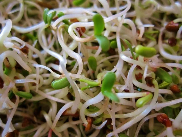 Nudeln - heute mit Sprossen ... - Rezept - Bild Nr. 5