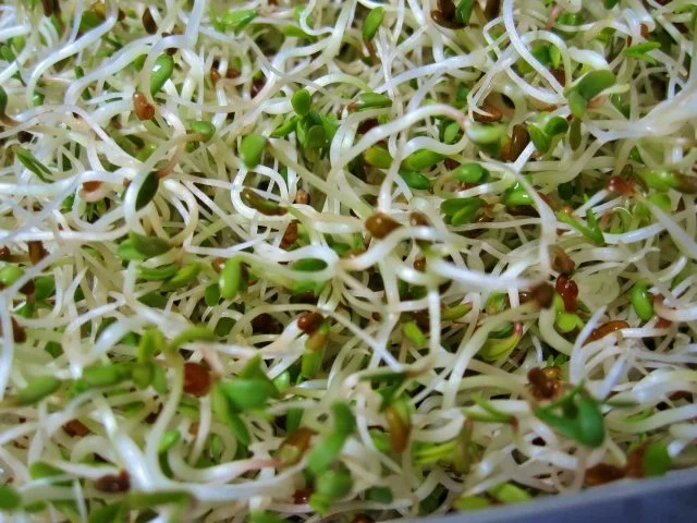 Nudeln - heute mit Sprossen ... - Rezept - Bild Nr. 4