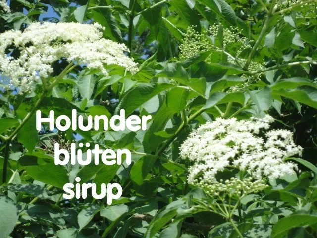Rezept: Holunderblüten Sirup - heiß eingekocht Holunderblüten Sirup - heiß eingekocht - Rezept