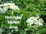 Holunderblüten Sirup - heiß eingekocht - Rezept