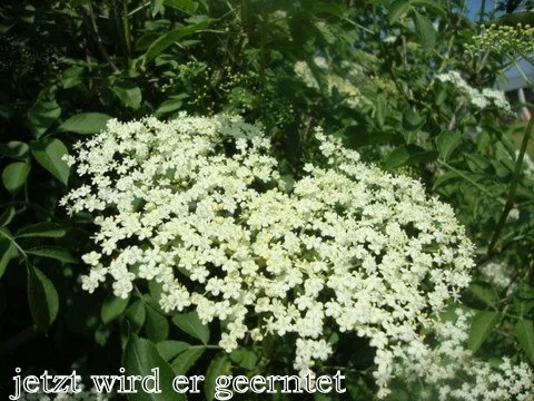 Holunderblüten Likör mit Goldflöckchen - Rezept - Bild Nr. 3