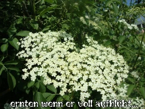 Exquisiter Holunderblütensirup II - Rezept - Bild Nr. 3