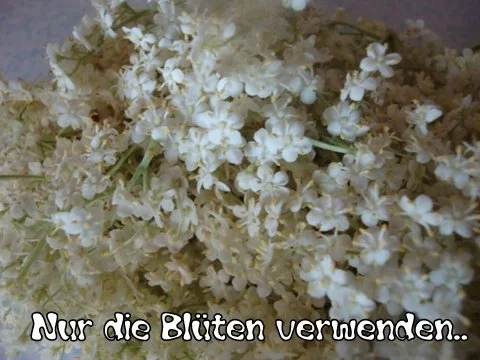 Exquisiter Holunderblütensirup II - Rezept - Bild Nr. 6