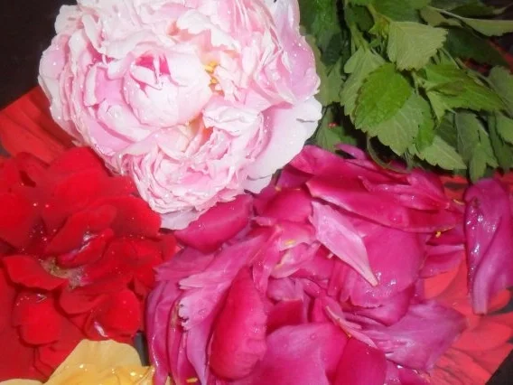 Rezept: rosensirup---herrlicher geruch an händen und in der küche rosensirup---herrlicher geruch an händen und in der küche - Rezept