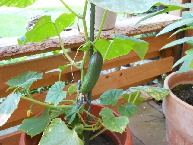 Gefüllte Frühstücksgurken - Rezept - Bild Nr. 2