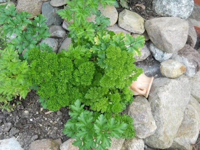 Gefüllte Frühstücksgurken - Rezept - Bild Nr. 4