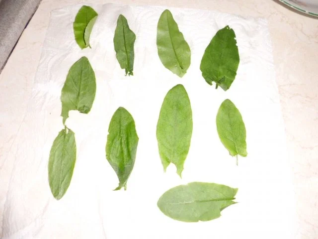 Basic: Gelber Wassermelone-Sirup mit Sauerampfer und Ingwer - Rezept - Bild Nr. 6