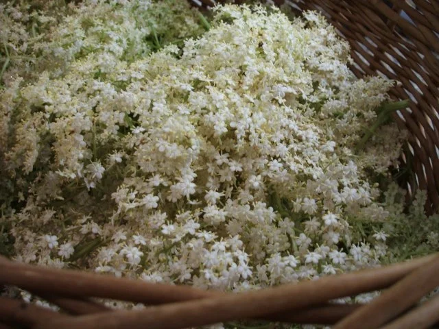 Rezept: Vorrat: Holunder-Waldmeister-Sirup Bild Nr. 2 Vorrat: Holunder-Waldmeister-Sirup - Rezept - Bild Nr. 2