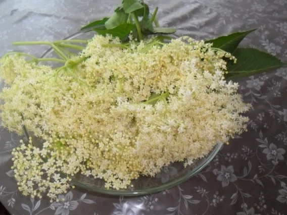 frittierte hollerblüten zum kaffee-wieder ne schöne kindheitserinnerung - Rezept - Bild Nr. 3