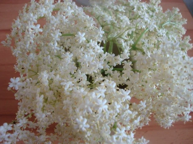 frittierte hollerblüten zum kaffee-wieder ne schöne kindheitserinnerung - Rezept - Bild Nr. 10