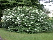 Hollunderblütensirup - Rezept
