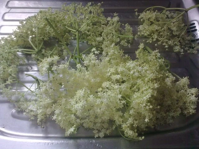 Holderkuechle - Rezept - Bild Nr. 2