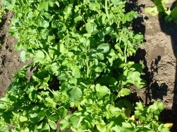 Rezept: Radi-Suppe leicht scharf Bild Nr. 3 Radi-Suppe leicht scharf - Rezept - Bild Nr. 3