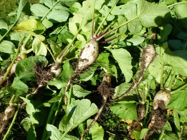 Rezept: Radi-Suppe leicht scharf Bild Nr. 4 Radi-Suppe leicht scharf - Rezept - Bild Nr. 4