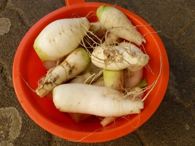 Rezept: Radi-Suppe leicht scharf Bild Nr. 6 Radi-Suppe leicht scharf - Rezept - Bild Nr. 6