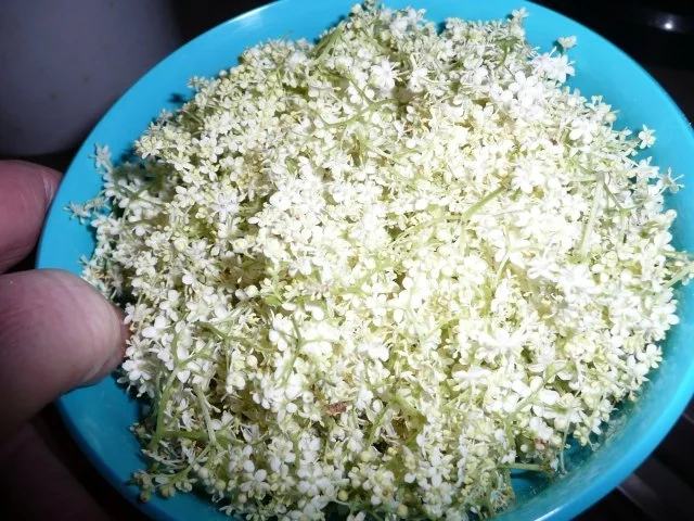 Rezept: Holunderblüten - Sirup Holunderblüten - Sirup - Rezept