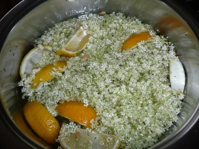 Rezept: Holunderblüten - Sirup Bild Nr. 2 Holunderblüten - Sirup - Rezept - Bild Nr. 2
