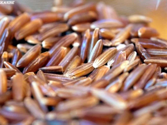 Lachsfilet, Wasabi-Meerrettich-Sauce, Ofentomaten und roter Reis - Rezept - Bild Nr. 4