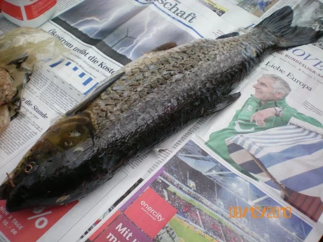 Fischfrikadellen vom Graskarpfen - Rezept - Bild Nr. 7