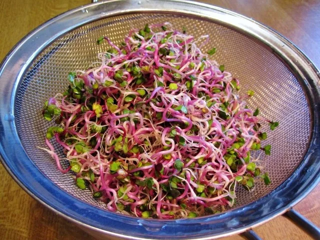 Frischkäse-Dip ... - Rezept - Bild Nr. 2