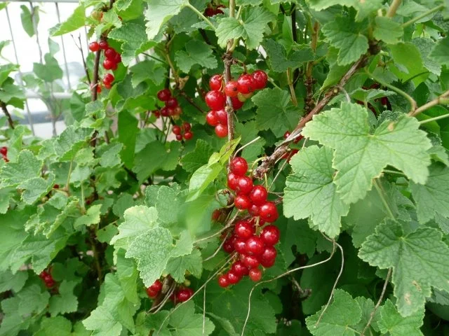 Johannisbeere- Gelee - Rezept