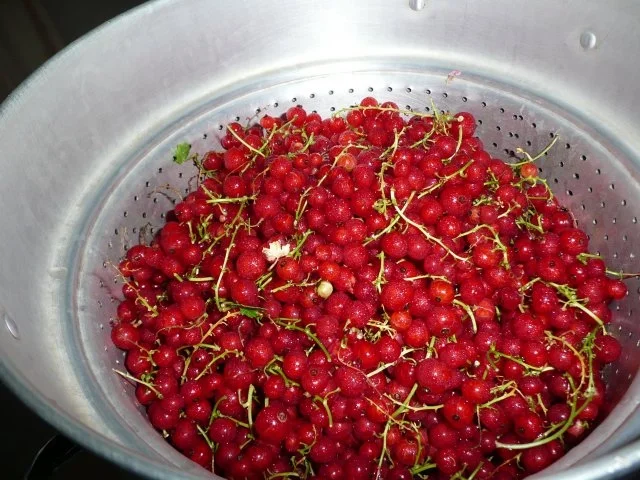 Johannisbeere- Gelee - Rezept - Bild Nr. 3