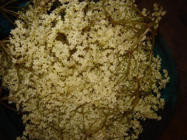 Holunderblütensirup - Rezept - Bild Nr. 3