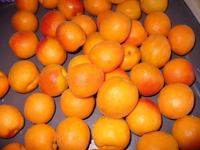 Rezept: Aprikosenkonfitüre Bild Nr. 2 Aprikosenkonfitüre - Rezept - Bild Nr. 2