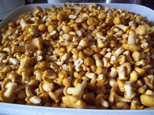 Pfifferlingragout - Rezept - Bild Nr. 2